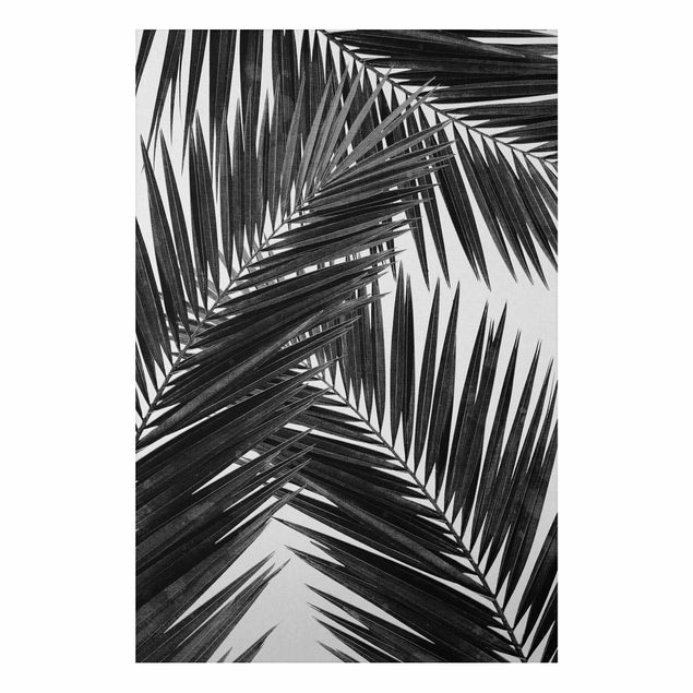 Nowoczesne obrazy do salonu Widok na liście palmy, czarno-biały