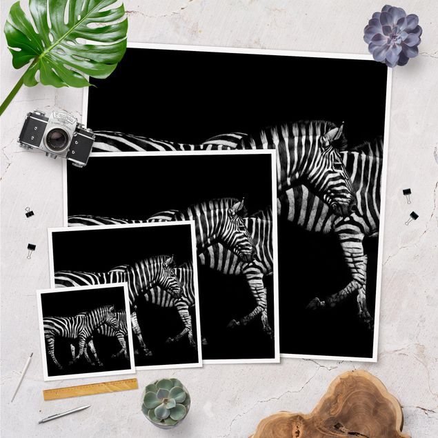 Plakaty czarno białe Zebra przed Czarnym