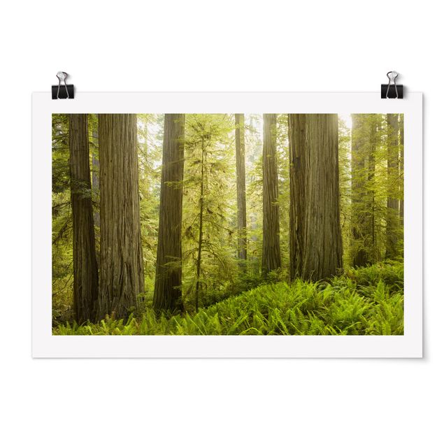 Obraz drzewo Redwood State Park Forest widok na las