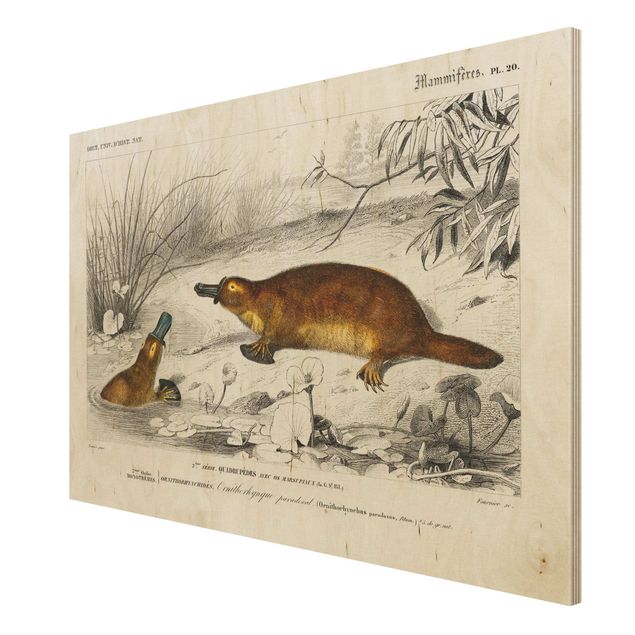 Obrazy drewniane Tablica edukacyjna w stylu vintage Platypus