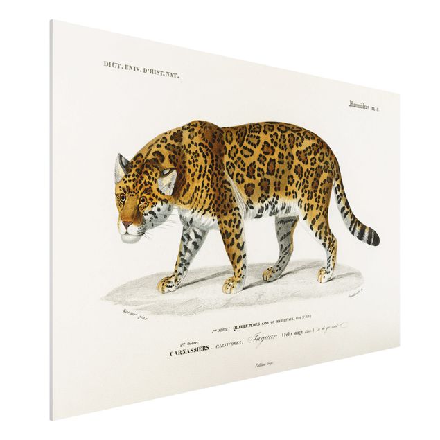 Dekoracja do kuchni Tablica edukacyjna w stylu vintage Jaguar