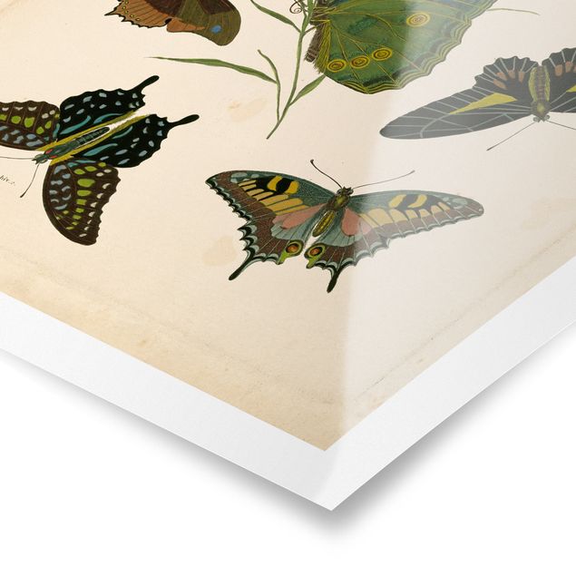 Retro obrazy Ilustracja w stylu vintage Motyle egzotyczne