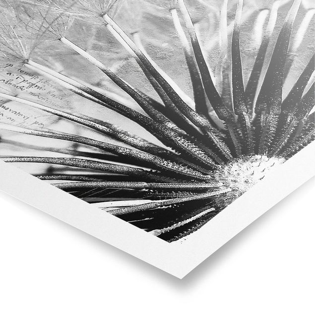 Obrazy vintage Dandelion czarno-biały