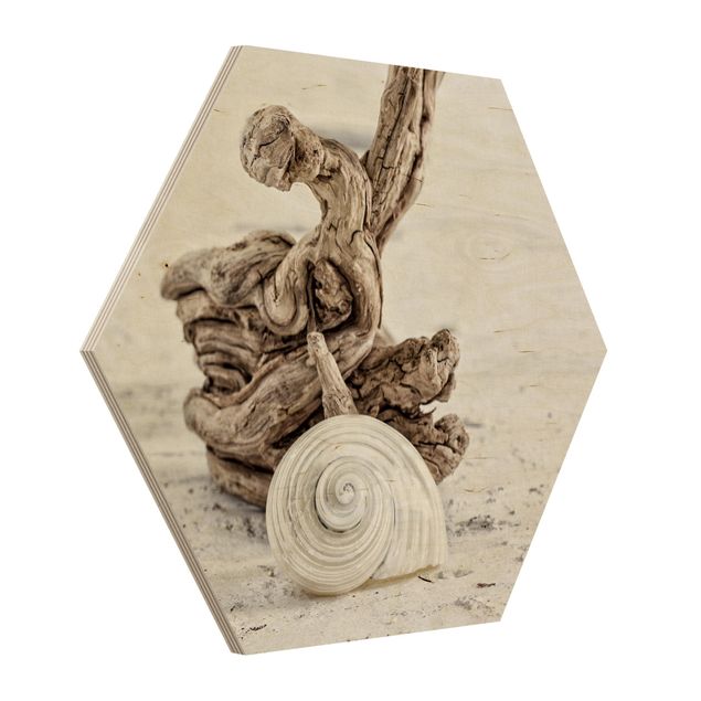 Obrazy z morzem Biała skorupa ślimaka i drewno korzeniowe