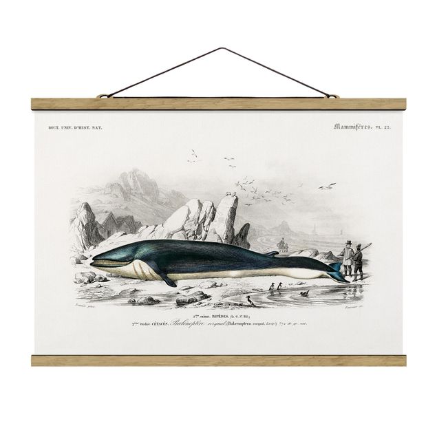 Obraz vintage Tablica edukacyjna w stylu vintage Błękitny wieloryb