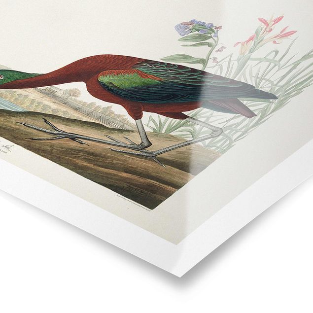 Obraz brązowy Tablica edukacyjna w stylu vintage Brązowy ibis