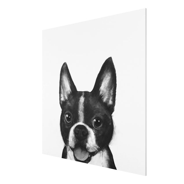 Obrazy nowoczesne Ilustracja pies Boston czarno-biały Painting