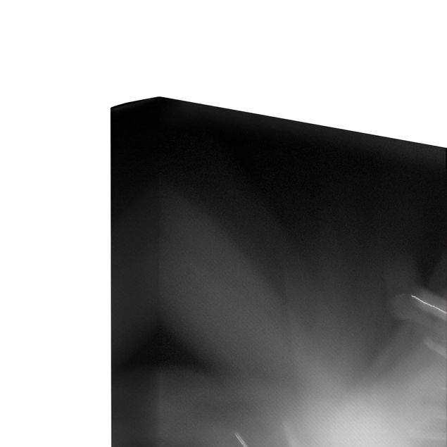 Czarno białe obrazy Zbliżenie na czarne tło, poruszające się mniszki lekarskie
