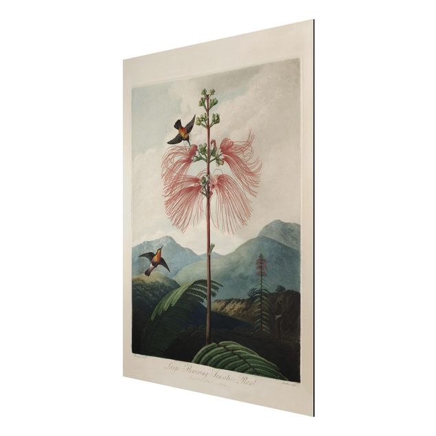 Zwierzęta obrazy Botanika Vintage Ilustracja kwiat i koliber