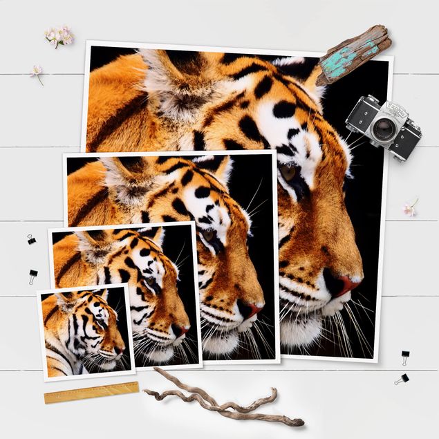 Plakat o zwierzętach Tiger Beauty
