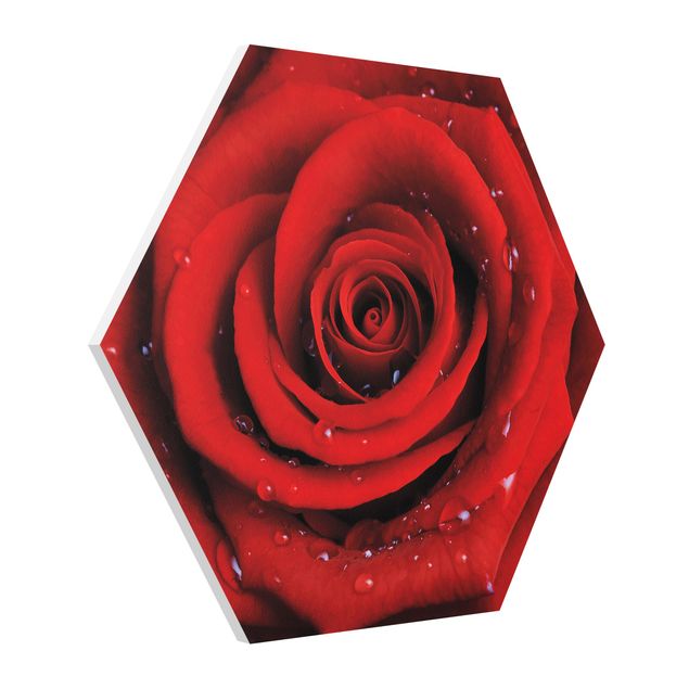 Czerwony obraz Róża czerwona z kroplami wody