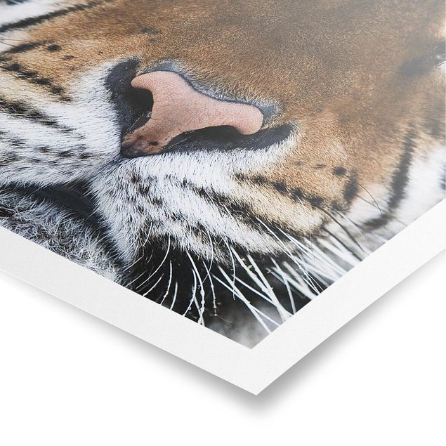 Obrazy ze zwierzętami Oczy tygrysa