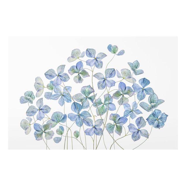 Panel szklany do kuchni - Błękitne kwiaty hortensji