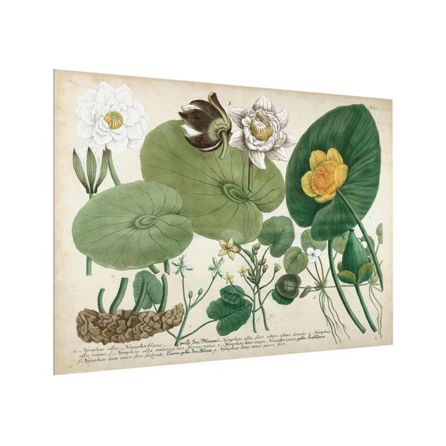 Panel szklany do kuchni - Ilustracja w stylu vintage Biała lilia wodna