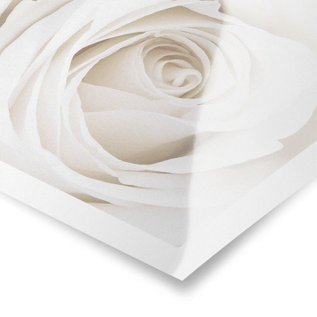 Obrazy na ścianę Piękna biała róża
