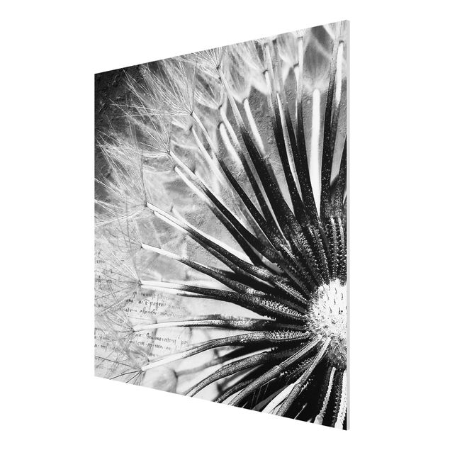 Obrazy nowoczesne Dandelion czarno-biały