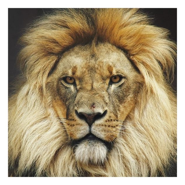 Obrazy do salonu Mądrość lwa