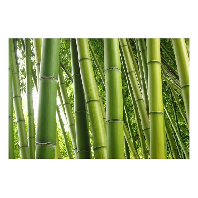 Nowoczesne obrazy do salonu Drzewa bambusowe Nr 1