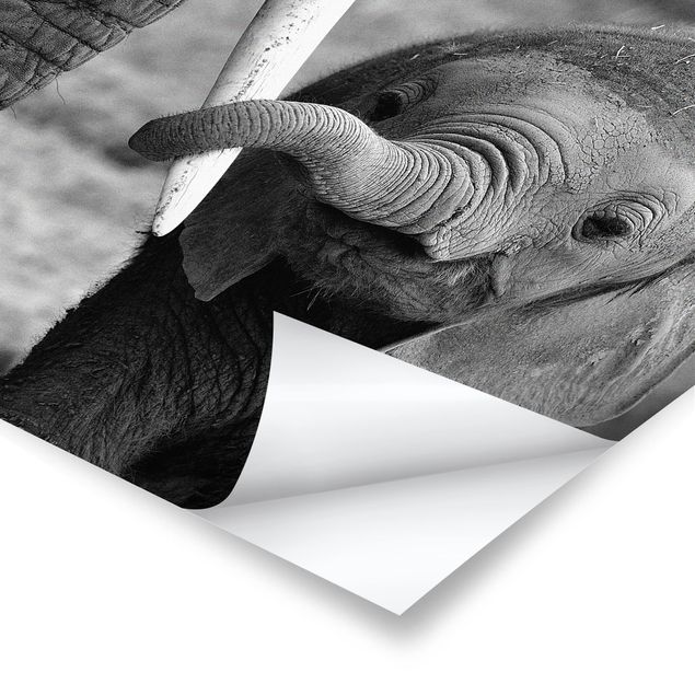 Czarno białe obrazki Baby słoń