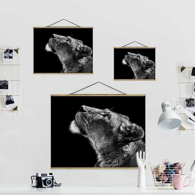 Czarno białe obrazki Portret lwicy