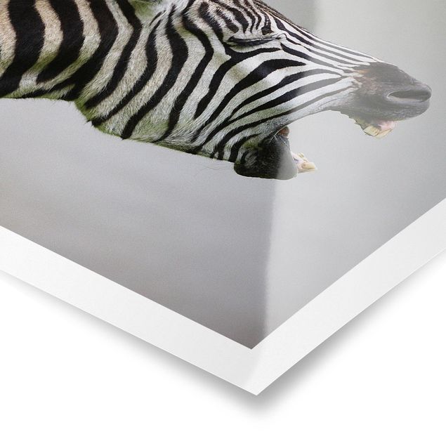 Obrazy zebra Rycząca Zebra