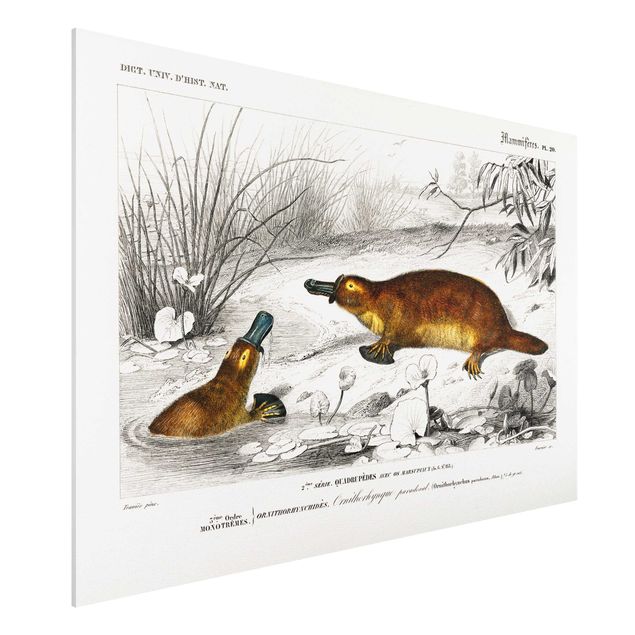 Obrazy Australia Tablica edukacyjna w stylu vintage Platypus