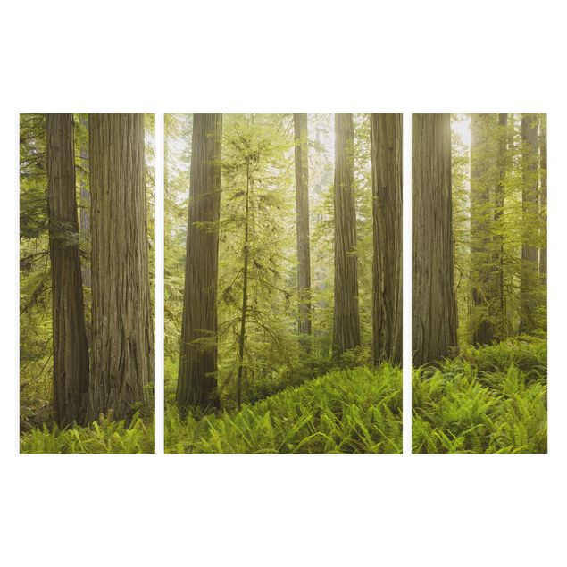 Obrazy krajobraz Redwood State Park Forest widok na las