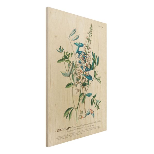 Dekoracja do kuchni Vintage Botanika Ilustracja Rośliny strączkowe