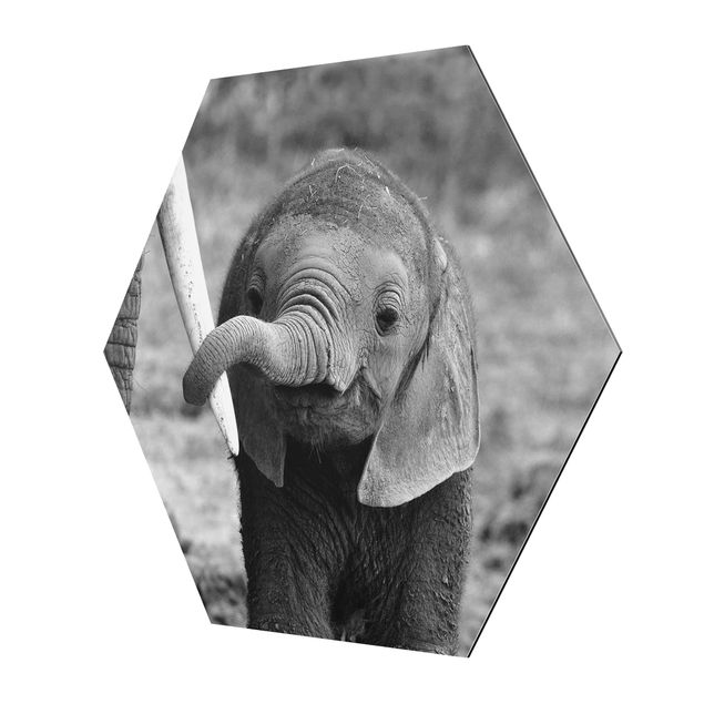 Obrazki czarno białe Baby słoń