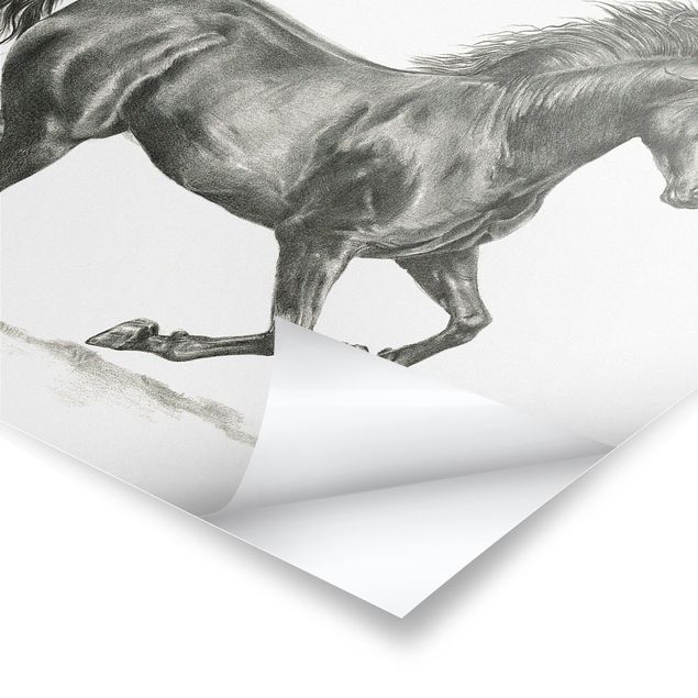 Plakaty czarno białe Studium dzikiego konia - ogier