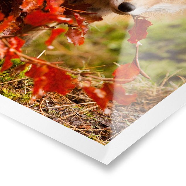 Obrazy ze zwierzętami Lis jesienią