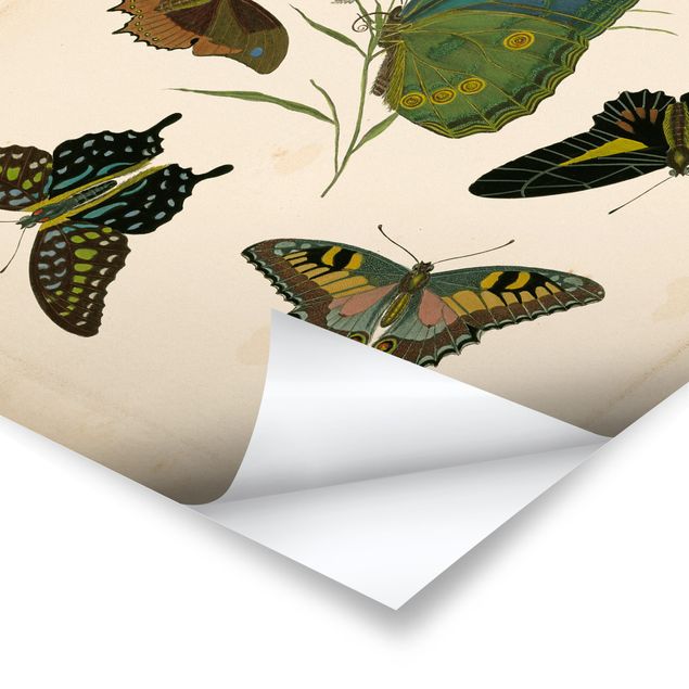 Turkusowy obraz Ilustracja w stylu vintage Motyle egzotyczne