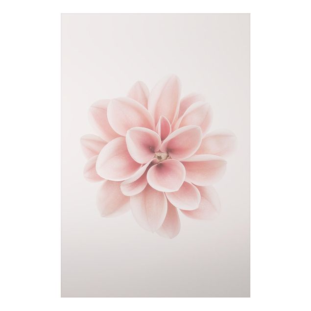 Nowoczesne obrazy do salonu Dahlia Różowy pastelowy kwiat centrowany