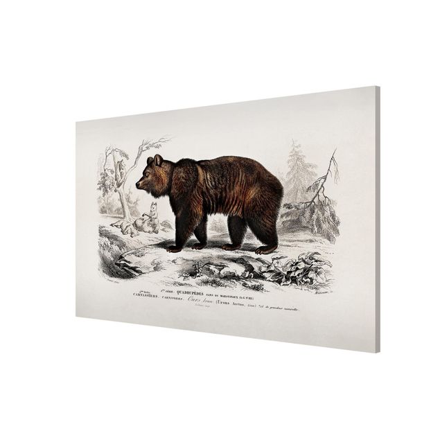 Obrazy do salonu nowoczesne Tablica edukacyjna w stylu vintage Niedźwiedź brunatny