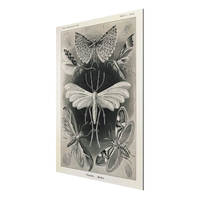 Motyl obraz Tablica edukacyjna w stylu vintage Motyle i ćmy