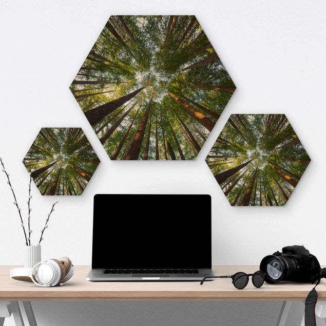 Obraz heksagonalny z drewna - Downy koron drzew sekwoi