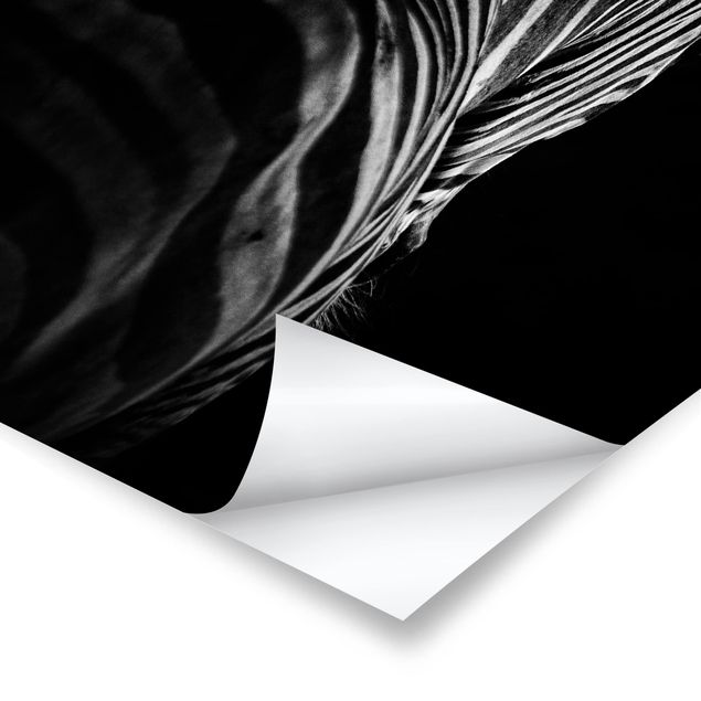Plakaty czarno białe Sylwetka zebry ciemnej