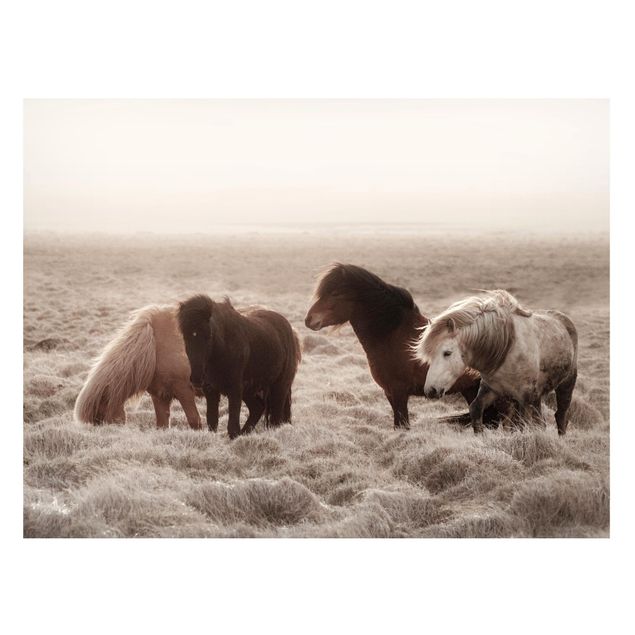 Nowoczesne obrazy do salonu Islandzkie dzikie konie