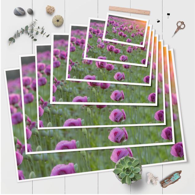 Plakaty Fioletowa łąka z makiem opium wiosną