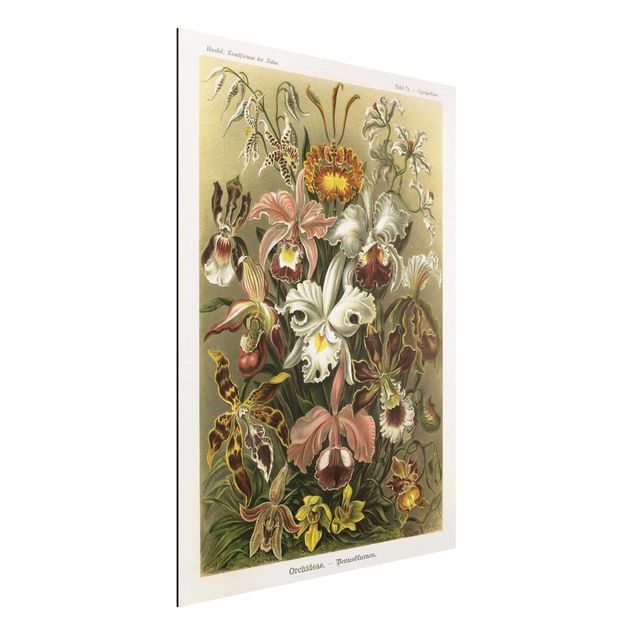 Obrazy orchidea Tablica edukacyjna w stylu vintage Orchidea