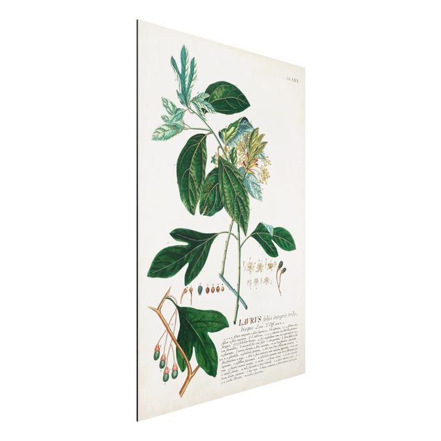 Dekoracja do kuchni Vintage Botanika Ilustracja Laurel