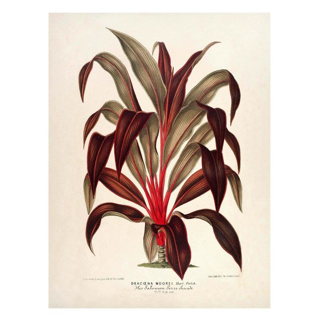 Dekoracja do kuchni Botanika Vintage Ilustracja smoka drzewa