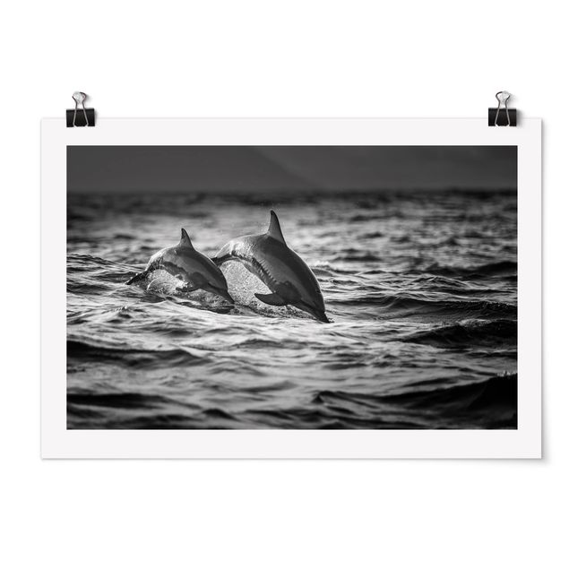 Obrazy ze zwierzętami Dwa skaczące delfiny