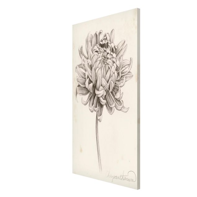 Obraz vintage Studium botaniczne Chryzantema I