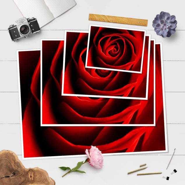 Plakat - Piękna róża