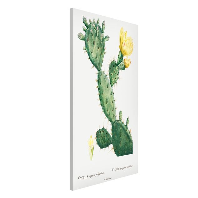 Dekoracja do kuchni Botani Vintage Ilustracja kaktusa z żółtym kwiatem