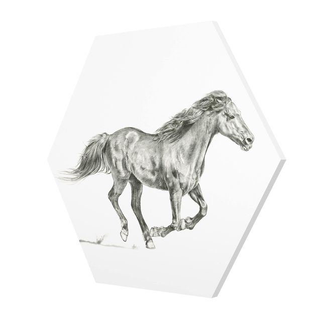Czarno białe obrazy Badanie dzikich koni - klacz