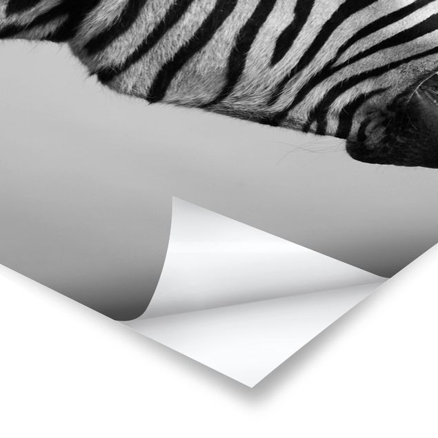 Czarno białe obrazy Rycząca Zebra II
