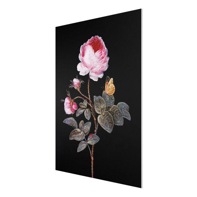 Obrazy nowoczesne Barbara Regina Dietzsch - Róża stulistna