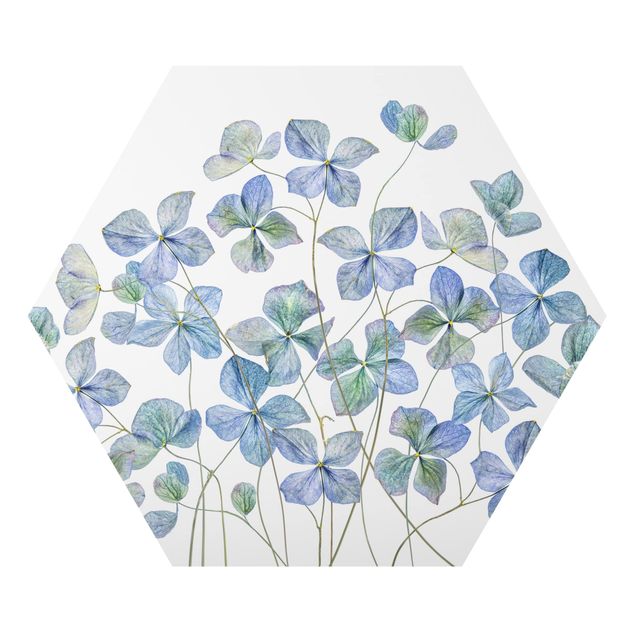 Obraz heksagonalny z Alu-Dibond - Błękitne kwiaty hortensji